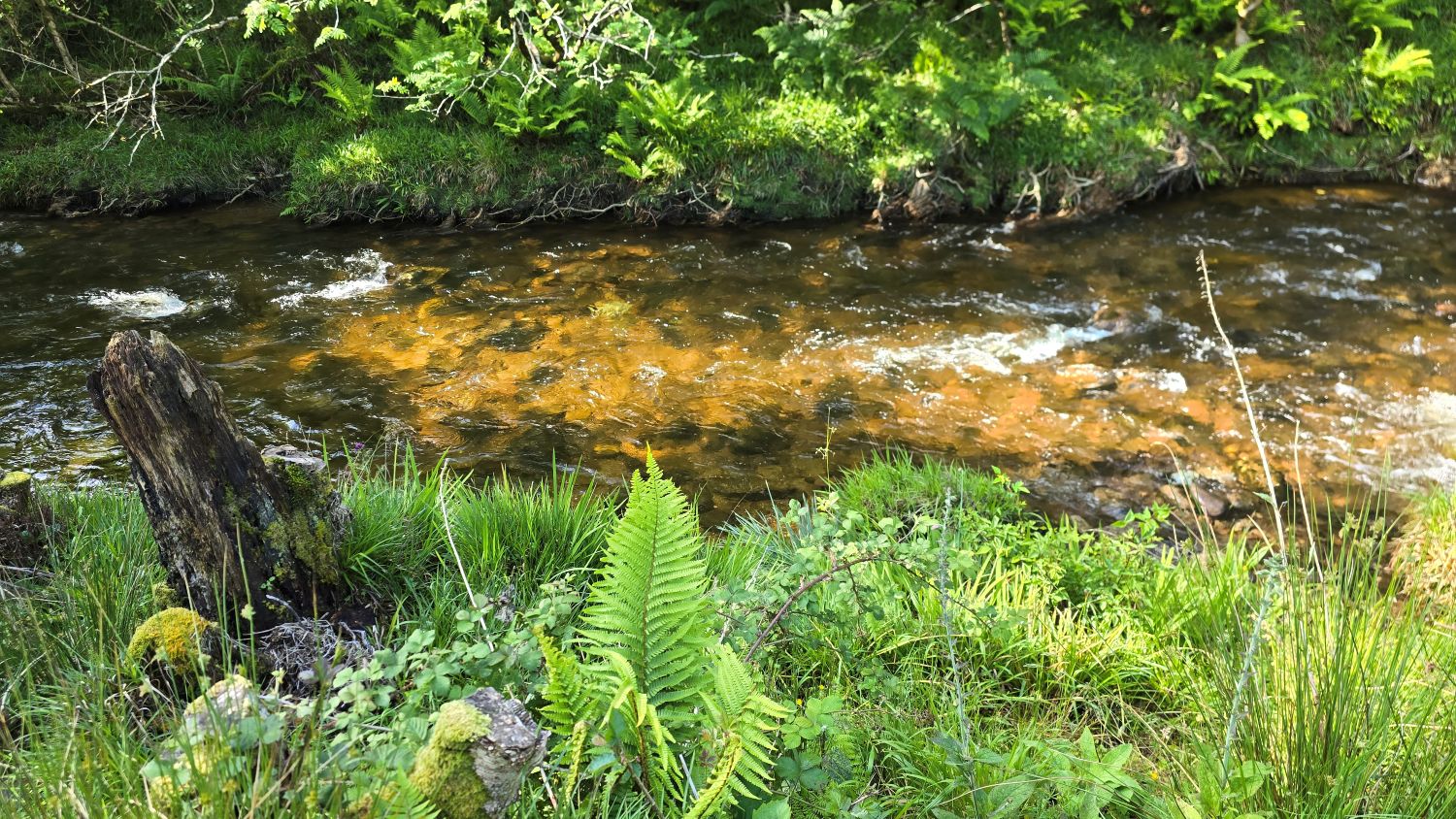A flowing burn shining in the sunlight