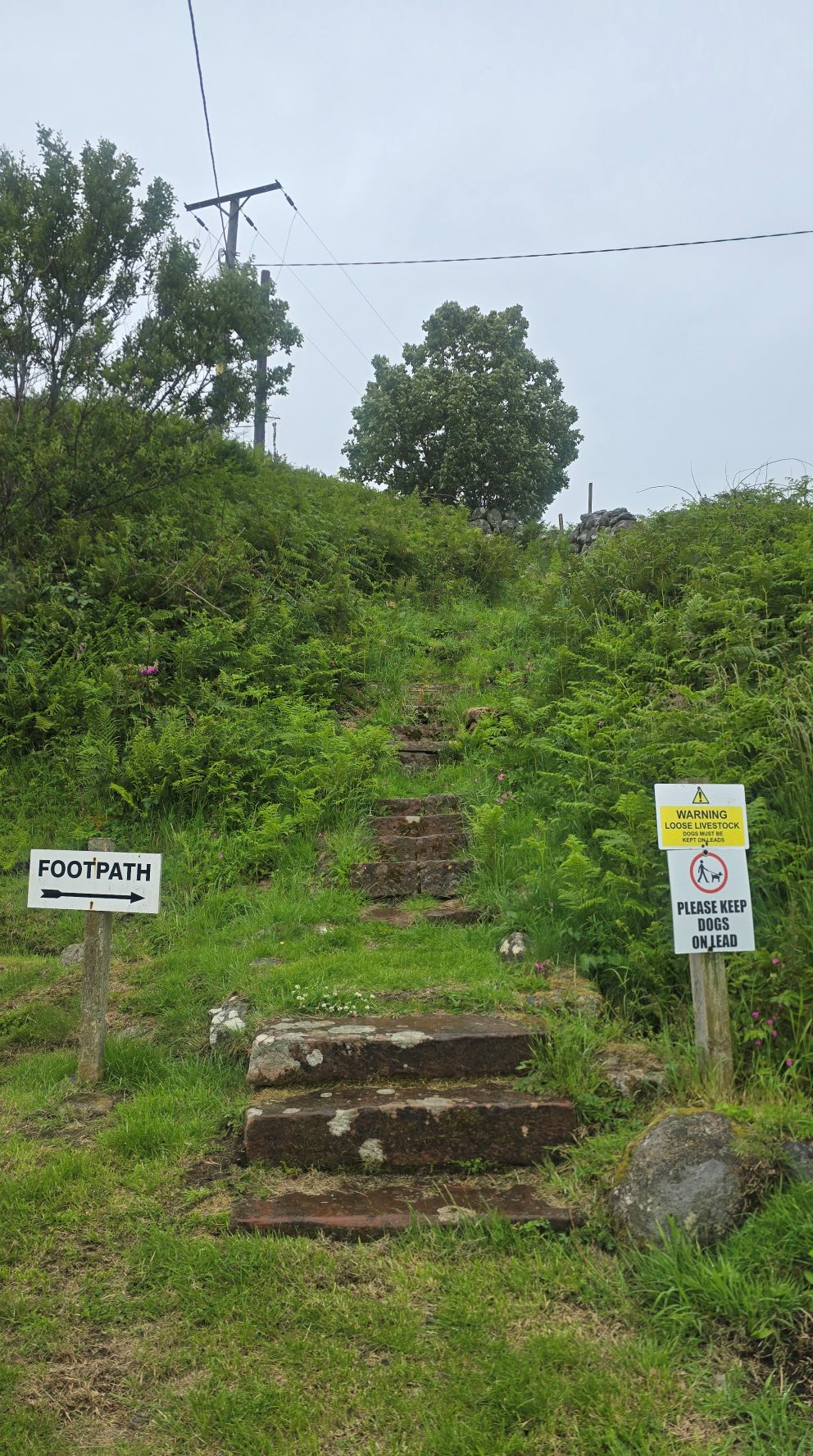Steep steps leading up to a walking path