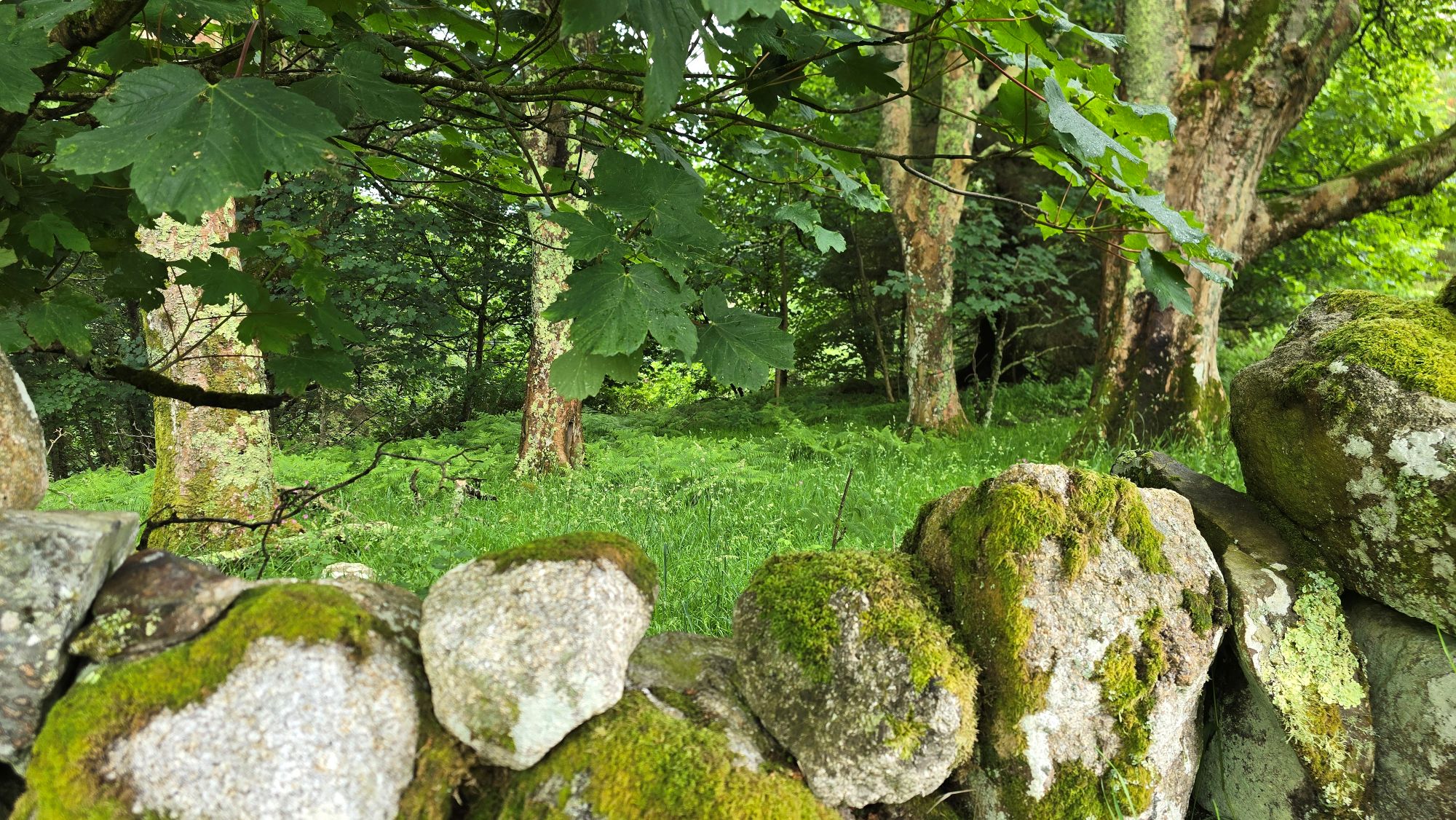 Drystone wall and large trees