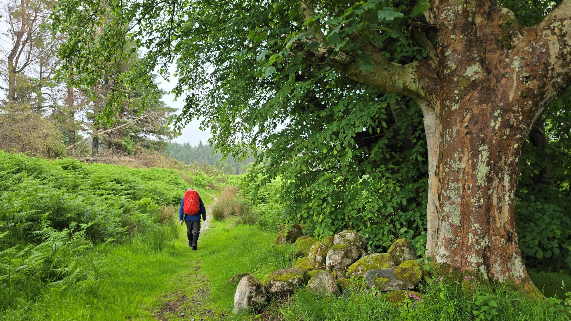 Person walking along a grassy path beside a large old tree