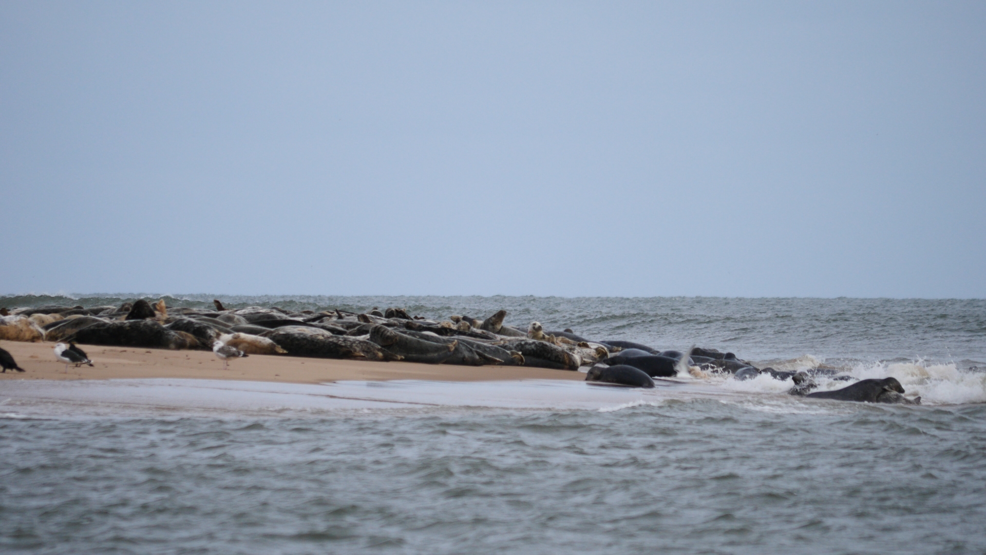 Seals basking at Newburgh Beach