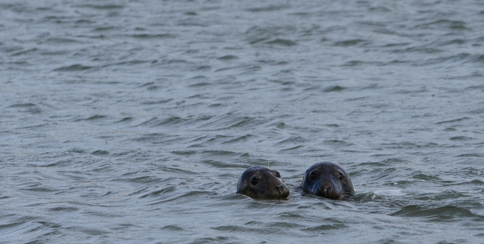Two seal heads popping out of the sea