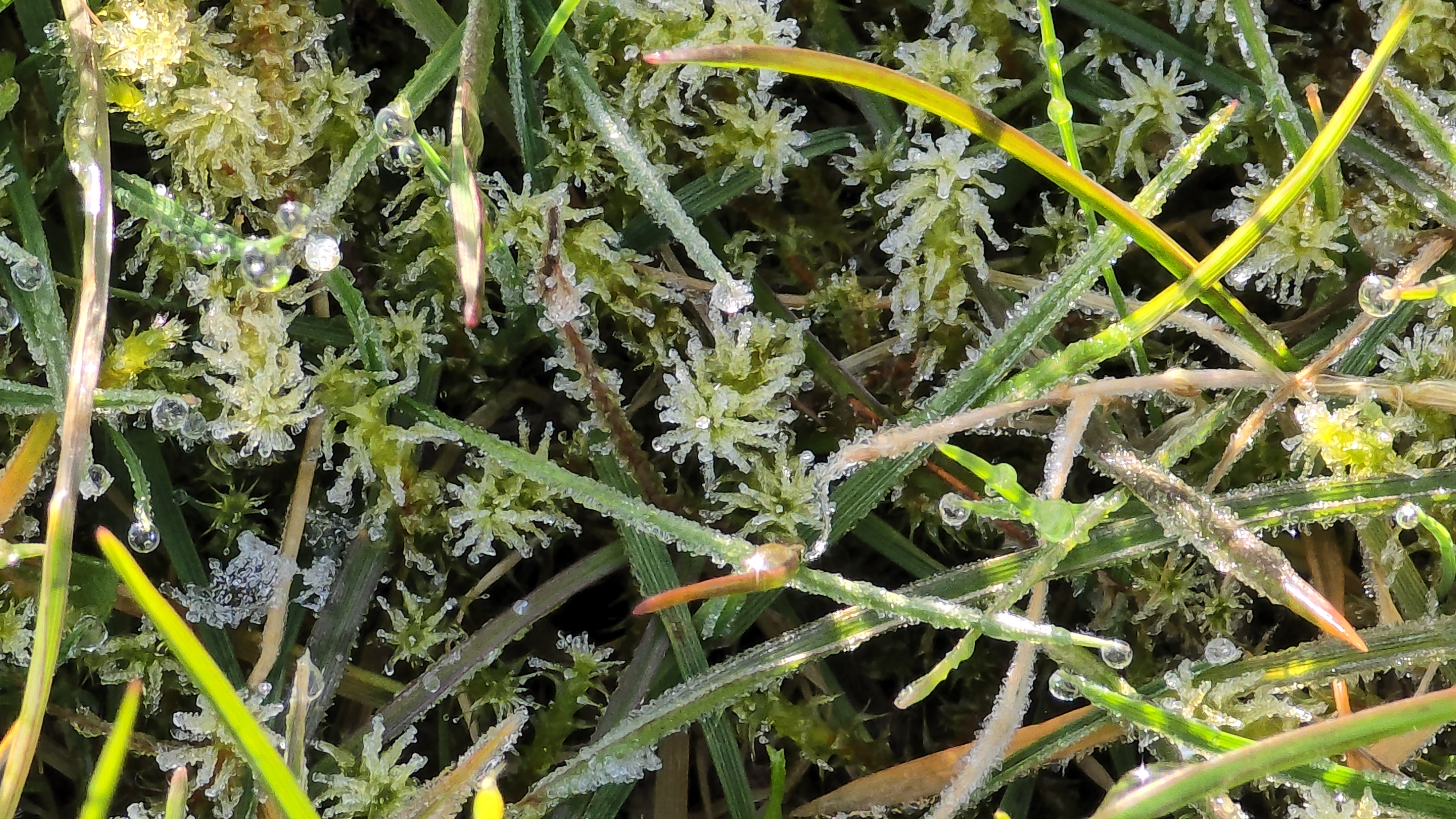 Frost on the grass with small round water droplets